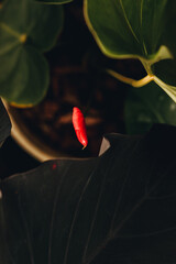 Botão da flor antúrio vermelho entre folhas verdes e roxas escuras