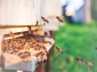 Swarm of honey bees (Apis mellifera) carrying pollen and flying to the landing board of hive in an apiary. Organic BIO farming, animal rights, back to nature concept. Close-up.