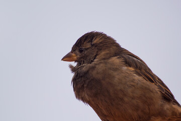 red tailed hawk