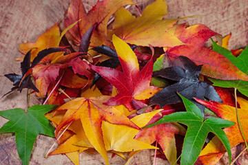 Bunte Blätter vom Amerikanischen Amberbaum im Herbst