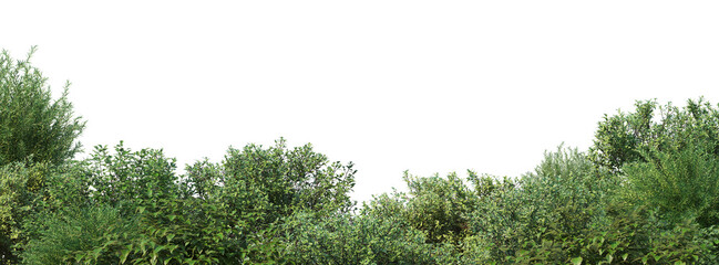 Trees and plants in the garden on a transparent background.