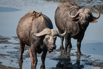 Cape Buffalo: Mandavu Pan, Hwange National Park