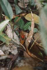 red dot frog in costa rica 