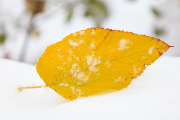 Snow on an autumn yellowed leaf that has fallen from a tree. Winter background, selective focus