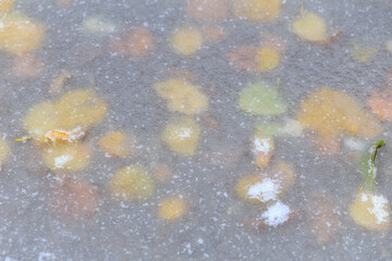 Ice covers fallen autumn leaves. Winter background, selective focus