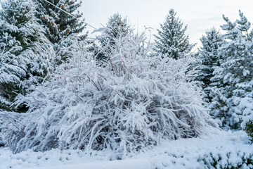 Park in the snow. Winter background, selective focus