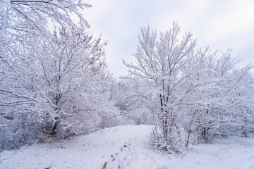 Wild forest in the snow. Winter background, selective focus