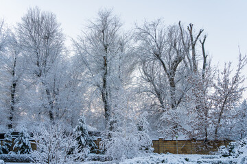 Trees in the snow. Winter background, selective focus