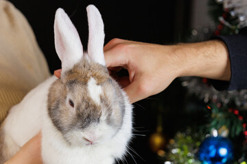 Cute beautiful domestic rabbit in the hands of a woman. Background with selective focus