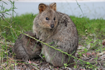 quokka at rottnest island (australia) 