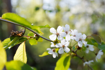Blooming apple branch at spring garden against unfocused background.