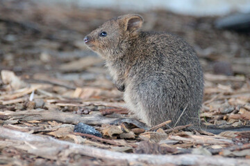 quokka at rottnest island (australia) 