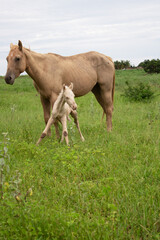 Filhote cavalo, poldo claro de olhos azuis recém nascido com sua mãe