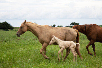 Filhote cavalo, poldo claro de olhos azuis recém nascido com sua mãe