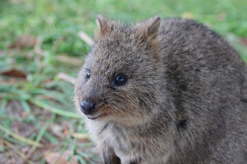 quokka at rottnest island (australia) 
