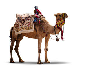 Fancy wrestler camel isolated on a transparent background.
