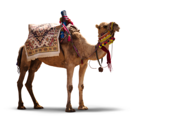 Fancy wrestler camel isolated on a transparent background.