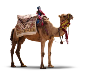  Fancy wrestler camel isolated on a transparent background. © ardasavasciogullari