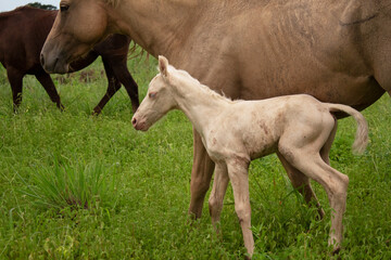 Filhote cavalo, poldo claro de olhos azuis recém nascido com sua mãe