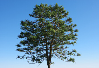 Young Norfolk Island Pine Araucaria heterophylla with an upper split dual trunk