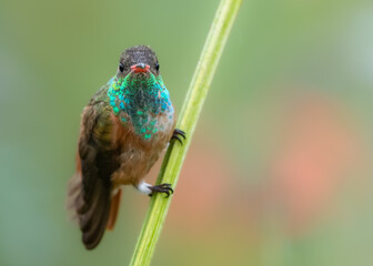 hummingbird on a branch