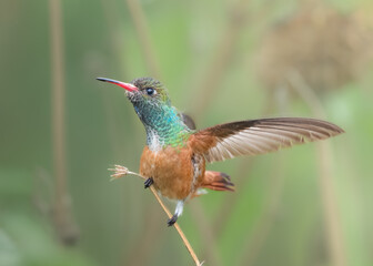 hummingbird stretching on a branch