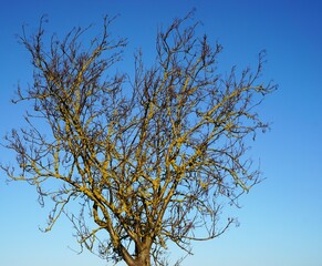 Baumkrone vor blauem Himmel am Nachmittag bei Sonne im Winter