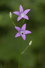 flowers in the grass