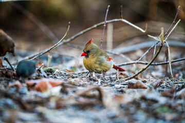 Cardinal on the forest floor