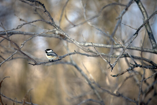 une m&eacute;sange &agrave; t&ecirc;te noire sur une branche