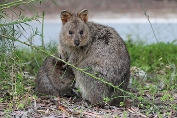 quokka at rottnest island (australia) 