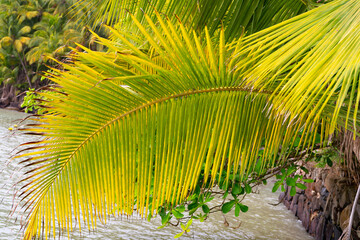 tropical palm leaf. tropical palm leaf plant. exotic tropical palm leaf in wild nature.