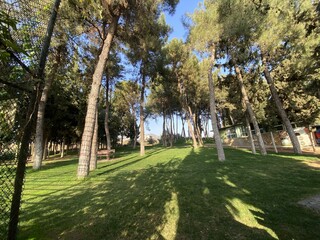A Glimpse of Paradise: A Refreshing View of Trees and Nature