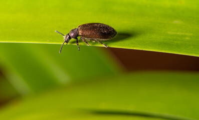 Small beetle, small beetle walking in the garden after the rains in Brazil, selective focus.