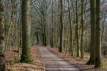 Nature path through the trees along the side in winter, The Pieterpad is a long distance walking route in the Netherlands, The trail runs from northern part of Groningen to end in south of Maastricht.
