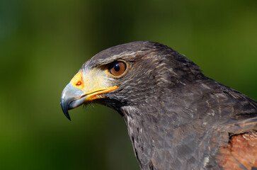 Golden eagle close up portrait. Wild bird.