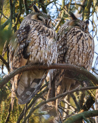 Long-eared owl - Asio Otus