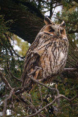 Long-eared owl - Asio Otus