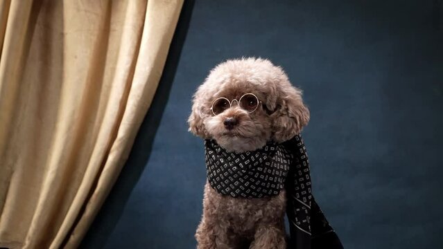 dog in a scarf and glasses on a blue. Pet fashion. Curly pygmy poodle on the background of golden fabric