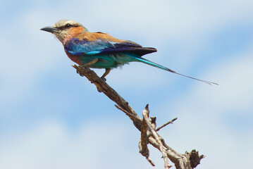 Lilac-breasted Roller, Zimbabwe