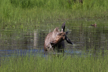 Moose head shake
