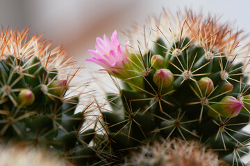 close-up of the green Mammillaria cactus with pink flowers