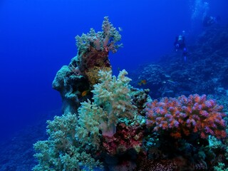 Fototapeta na wymiar Healthy coral reef with fish and scuba divers swimming in the ocean. Underwater photography, marine life, corals and divers. Tropical wildlife in the warm sea.