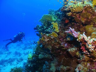 Swimming scuba diver and tropical colorful reef. Corals, marine life and tourist underwater....