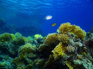 Fototapeta na wymiar Tropical reef with yellow corals and swimming fish in the blue ocean. Scuba diving with the marine life, underwater photography. Wildlife in the sea, travel picture.
