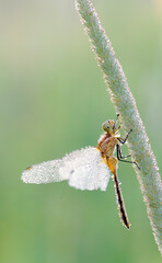 meadowhawk covered with early morning dew, perched on grass stalk