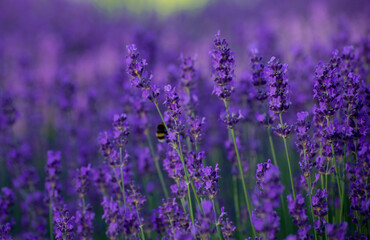 Blooming Lavender Flowers in a Provence Field Under Sunset Rays. Soft Focused Purple Lavender Flowers. 