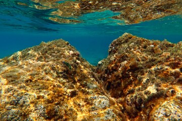 Underwater seascape with small colorful fish (wrasse - Thalassoma). Reflections on the water surface, snorkeling in the ocean. Shallow ecosystem with marine life.