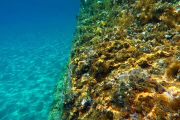 Underwater seascape with small colorful fish (wrasse - Thalassoma). Snorkeling in the ocean. Shallow ecosystem with marine life.
