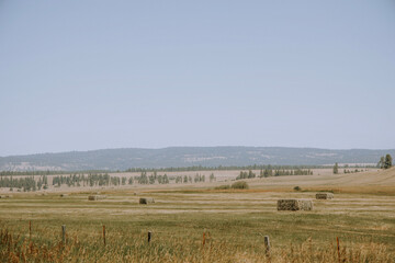 Fototapeta premium landscape with trees